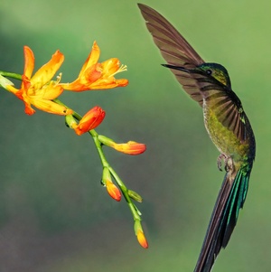 Kolibri vor einer Blüte